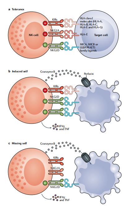 圖?8?NK細胞通過平衡信號對病毒性感染和轉化細胞作出反應。 圖?8?NK細胞通過平衡信號對病毒性感染和轉化細胞作出反應。