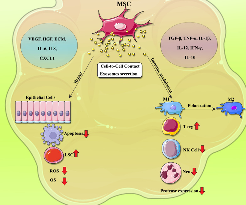 圖1：間充質干細胞?(MSCs)?在COPD中調節炎癥和肺組織修復的機制
