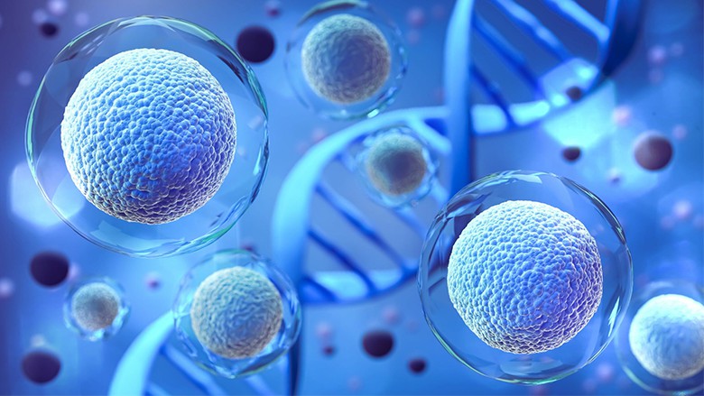 干細胞如何用于生物醫學研究和治療？