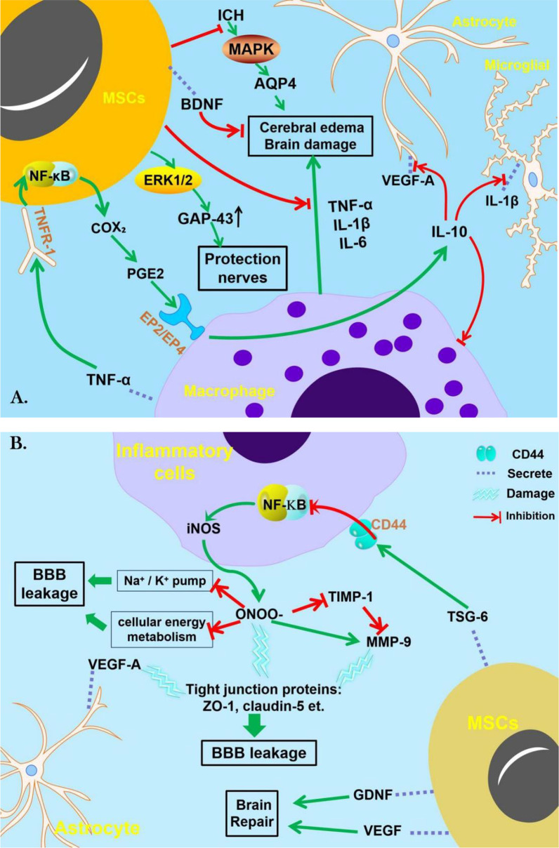 圖2：間充質(zhì)干細(xì)胞治療腦出血的機(jī)制。