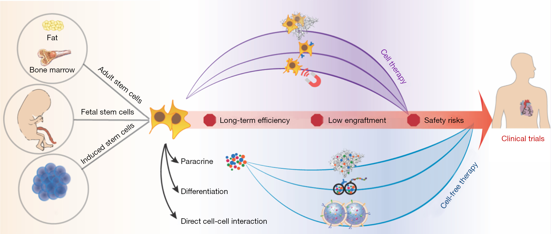 圖1:加速干細胞療法臨床轉化的生物工程策略。 圖1:加速干細胞療法臨床轉化的生物工程策略。