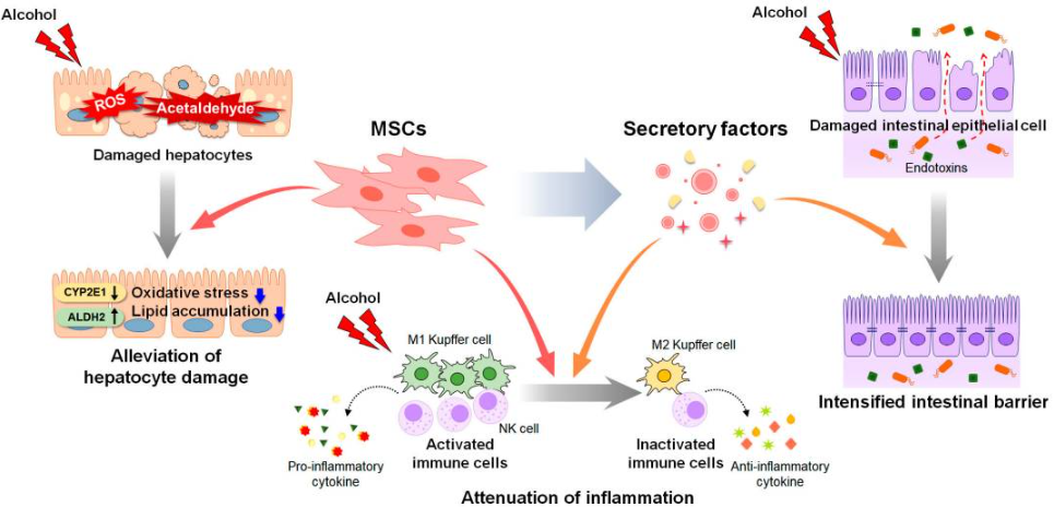 間充質干細胞和間充質干細胞衍生因子對酒精性肝病進展的影響（圖2）。
