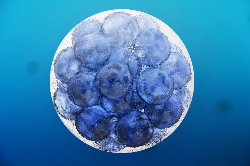 什么是組織干細胞？