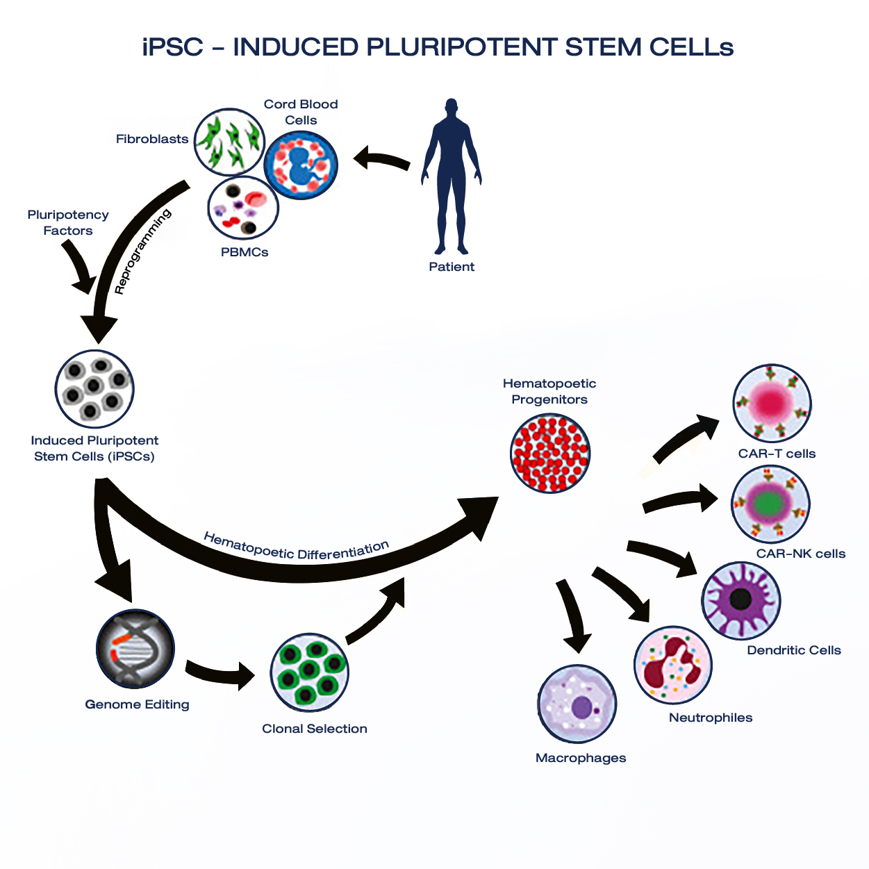 誘導(dǎo)多能干細(xì)胞