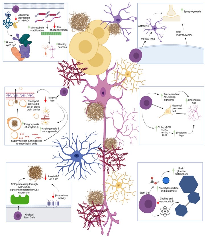 干細(xì)胞改善阿爾茨海默病癥認(rèn)知的機(jī)制