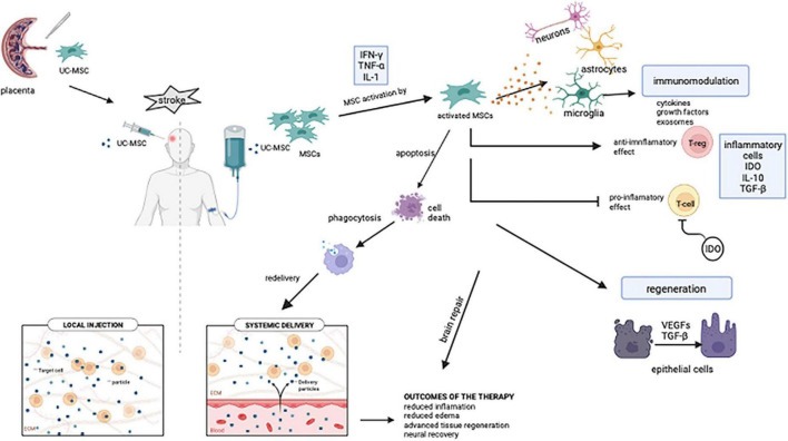 圖1：靜脈內間充質干細胞介導的免疫調節和組織恢復的潛在機制