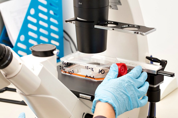 什么是干細胞？關于一系列干細胞的簡短知識