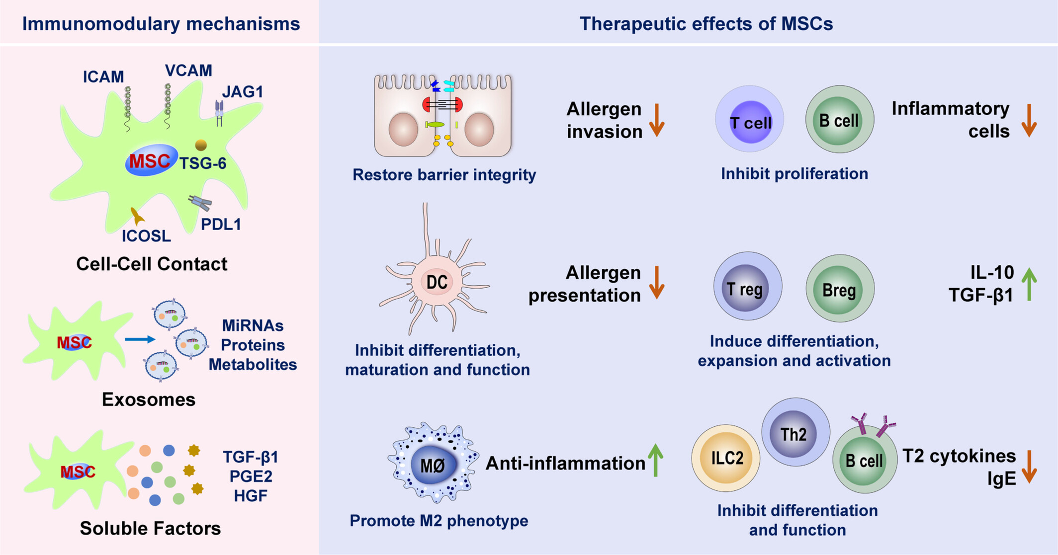 圖2：間充質干細胞治療過敏性鼻炎的免疫調節作用和機制