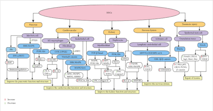 圖1:MSCs在個體靶組織或細(xì)胞中調(diào)節(jié)不同的信號通路,進而調(diào)節(jié)細(xì)胞因子的分泌水平,最終改善靶組織的功能和結(jié)構(gòu)。 圖1:MSCs在個體靶組織或細(xì)胞中調(diào)節(jié)不同的信號通路,進而調(diào)節(jié)細(xì)胞因子的分泌水平,最終改善靶組織的功能和結(jié)構(gòu)。