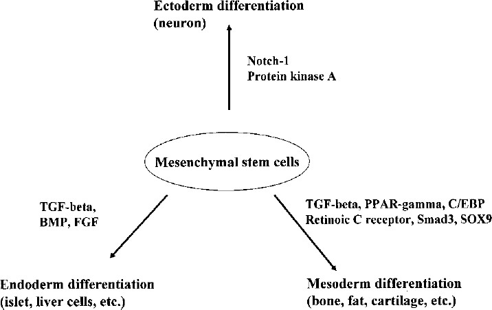 圖3：各種途徑對MSCs分化的影響。MSCs可以通過不同的細胞因子和途徑分化形成不同的譜系。