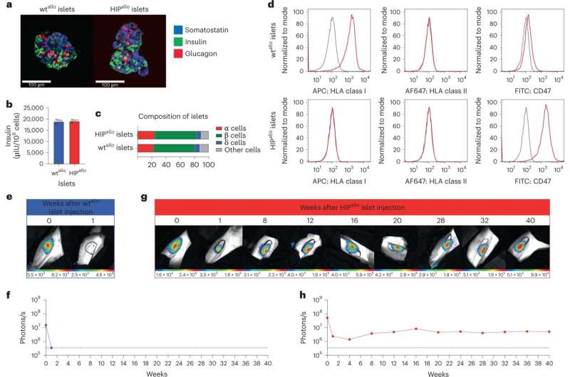 同種異體HIP胰島實(shí)現(xiàn)長期存活。