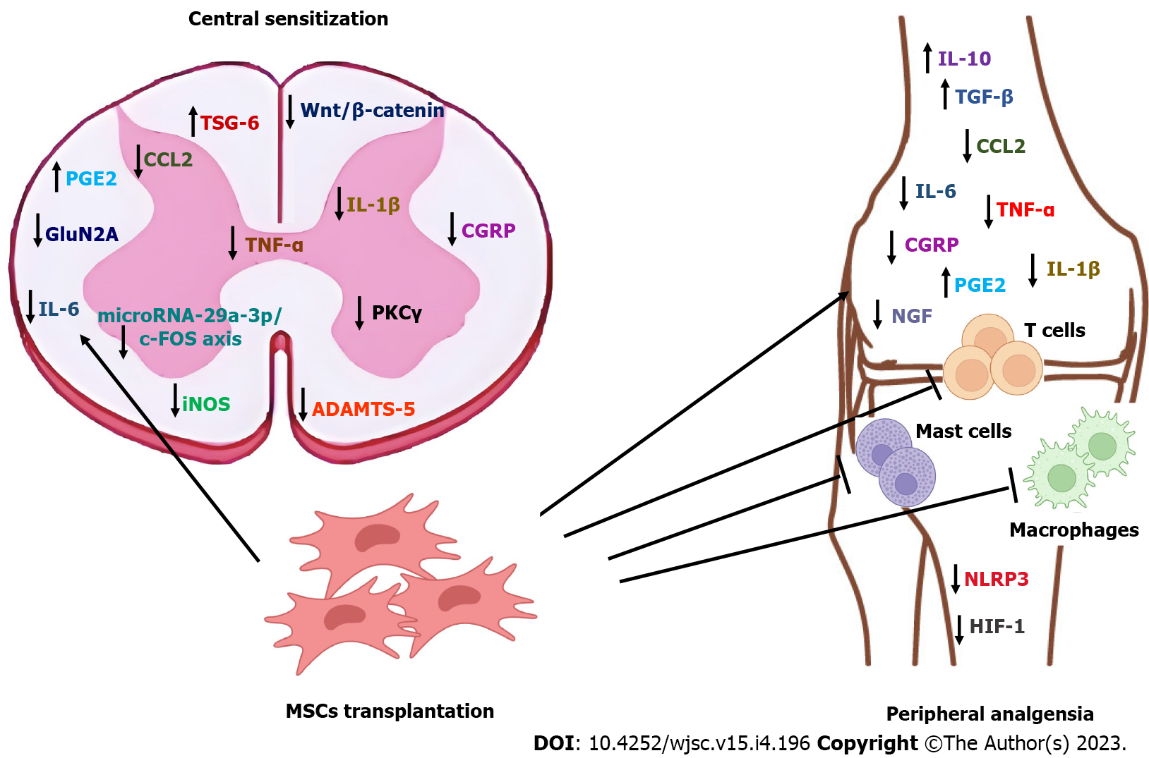 圖1：圖解總結了間充質(zhì)干細胞在骨關節(jié)炎中的已證實和預期鎮(zhèn)痛機制。