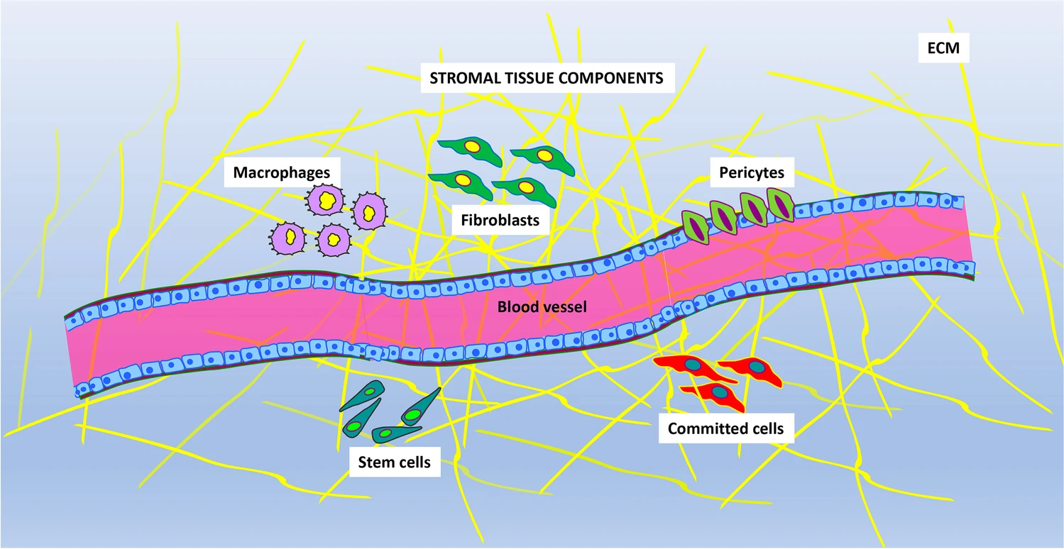 圖片顯示存在于基質(zhì)組織中的主要成分。不同的細(xì)胞表型與血管和細(xì)胞外基質(zhì) (ECM) 成分混合在一起。主要的細(xì)胞類型是：巨噬細(xì)胞、成纖維細(xì)胞、周細(xì)胞、定向細(xì)胞和干細(xì)胞