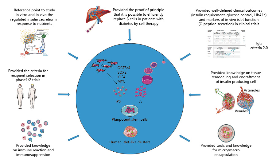 圖2：胰島移植對1型糖尿病干細胞衍生β細胞療法的貢獻。