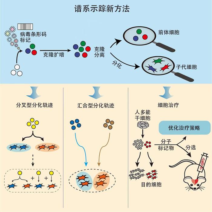 譜系示蹤新方法