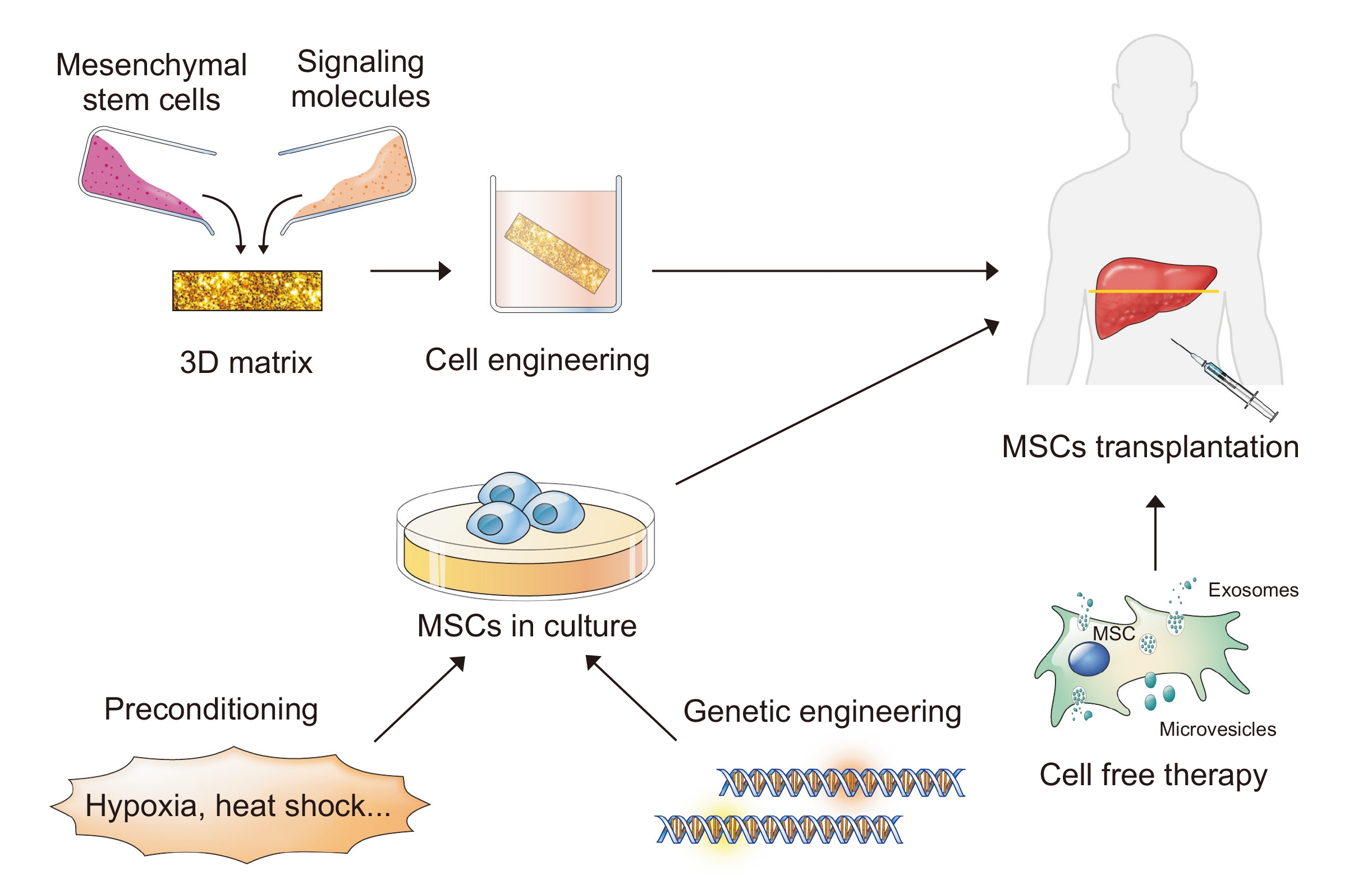 提高間充質(zhì)干細胞(MSC)療法療效的策略。 提高間充質(zhì)干細胞(MSC)療法療效的策略。