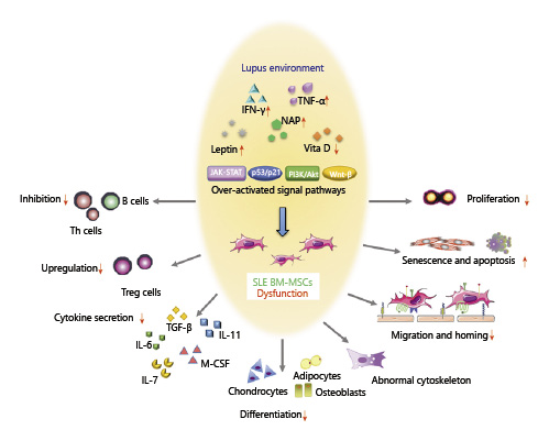 SLE中BM-MSC的功能障礙。來自狼瘡小鼠或患者的BM-MSC表現出遷移、增殖、分化和免疫調節能力受損，并且衰老加劇。SLE中體內炎癥環境異常以及JAK-STAT、p53/p21、PI3K/Akt、Wnt/beta-catenin等信號通路的異?？赡芘cBM-MSCs的缺陷有關。