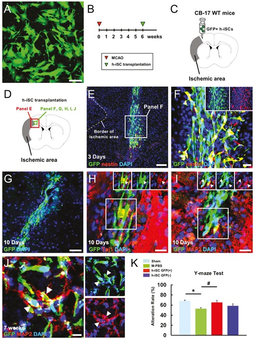 移植的h-iSC分化為成熟神經元，可能有助于MCAO后神經功能的恢復