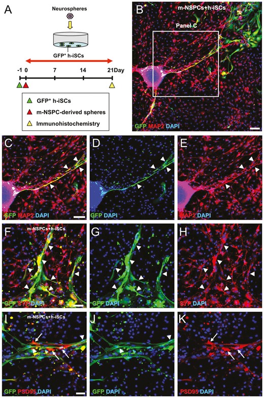 h-iSCs可以與m-NSPCs共培養形成神經元回路。