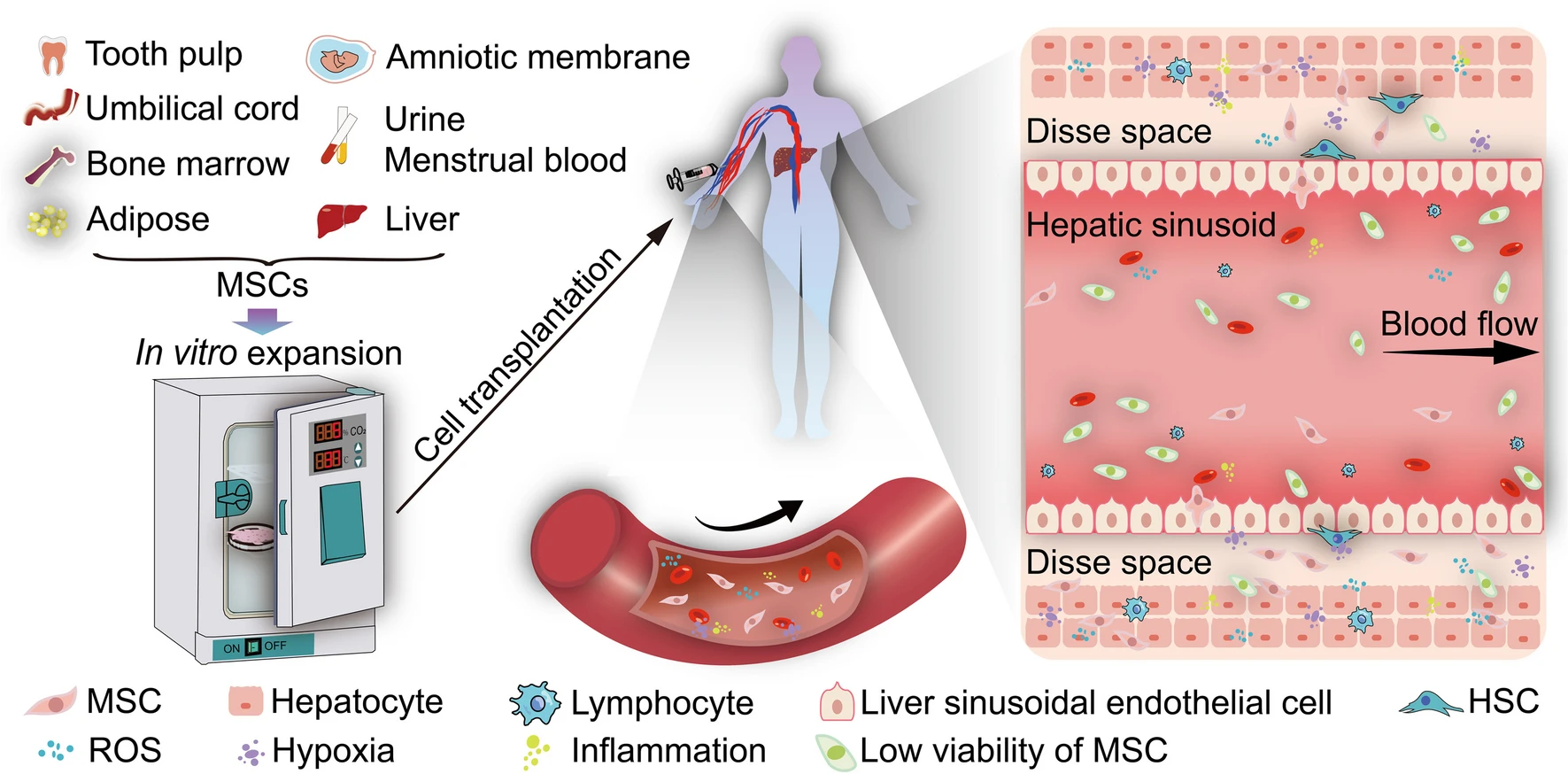 圖1：間充質干細胞移植治療肝病的體外和體內條件存在巨大差異