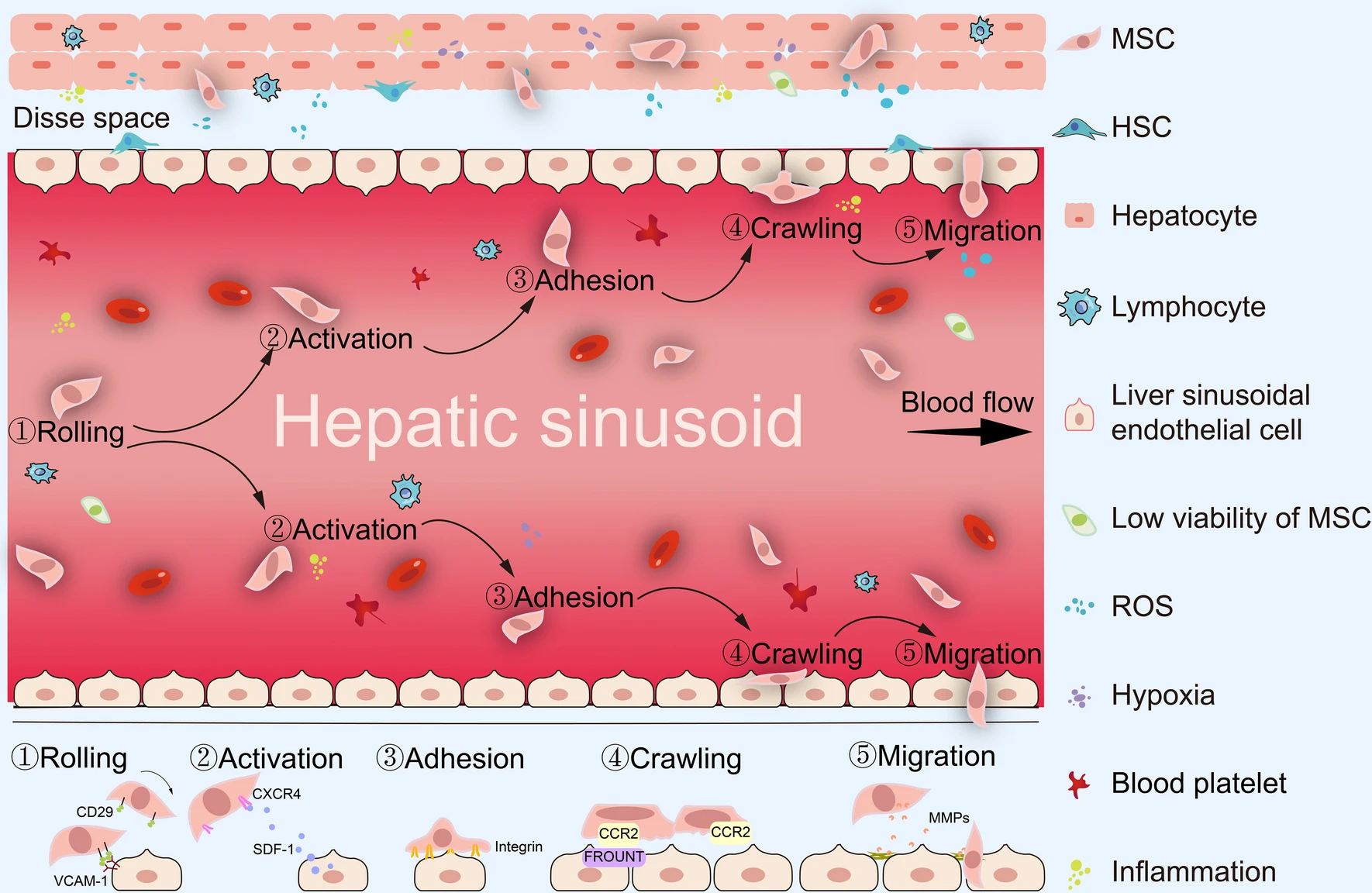 圖2：間充質干細胞治療期間的全身歸巢過程。MSCs的全身給藥必須經歷滾動、激活、粘附、爬行和遷移等多步驟過程。