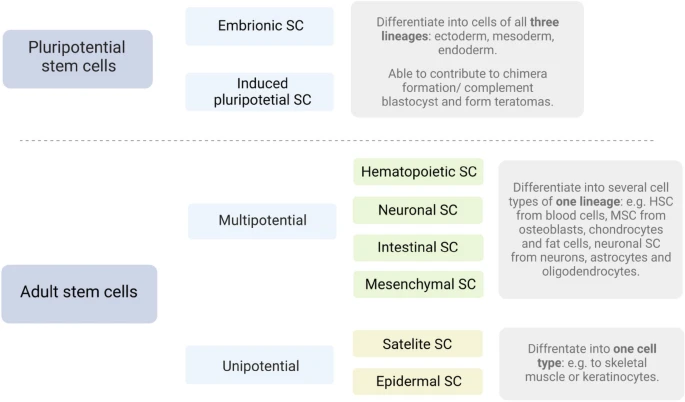 圖2：干細(xì)胞根據(jù)分化潛能進(jìn)行分裂。