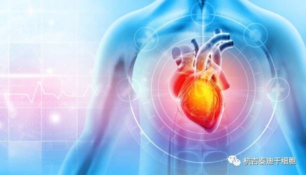 干細胞療法的出現成為心力衰竭患者的新希望！