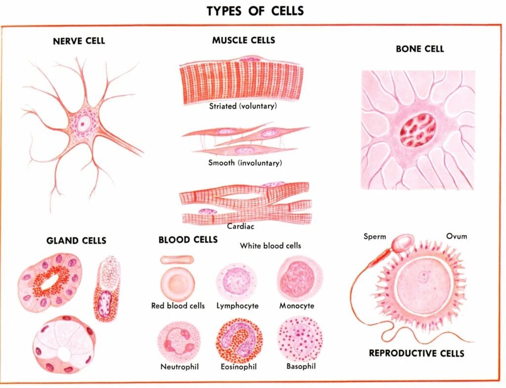 人體形形色色的細胞類型