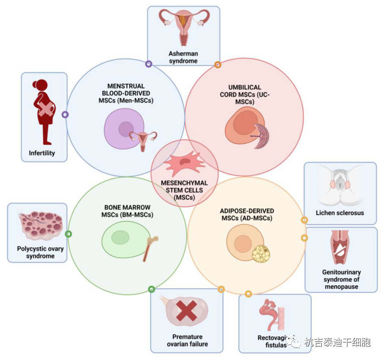 圖1：間充質干細胞在婦科各種病癥和疾病中的治療潛力