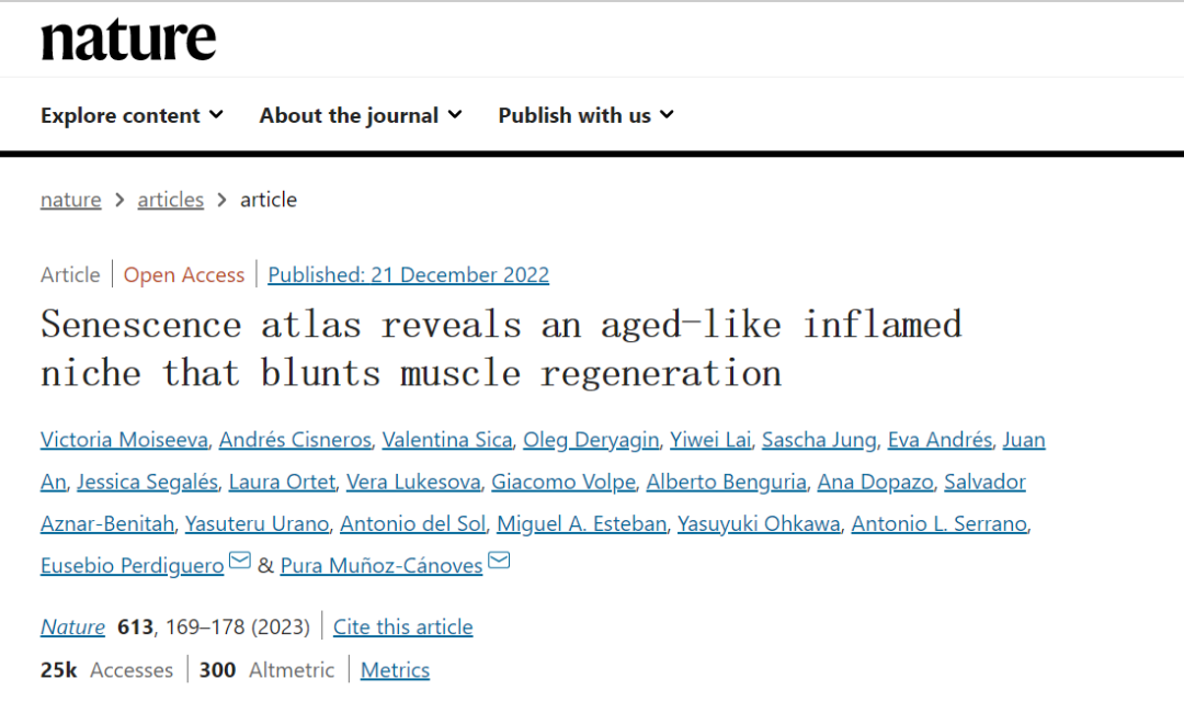 衰老圖譜揭示了一個類似衰老的發炎生態位，會阻礙肌肉再生
