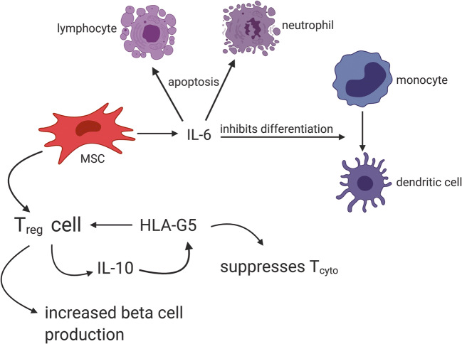 圖2：MSC通過與Treg細(xì)胞相互作用產(chǎn)生HLA-G5，抑制細(xì)胞毒性T細(xì)胞并促進(jìn)Treg細(xì)胞，從而抑制T1DM自身免疫作用