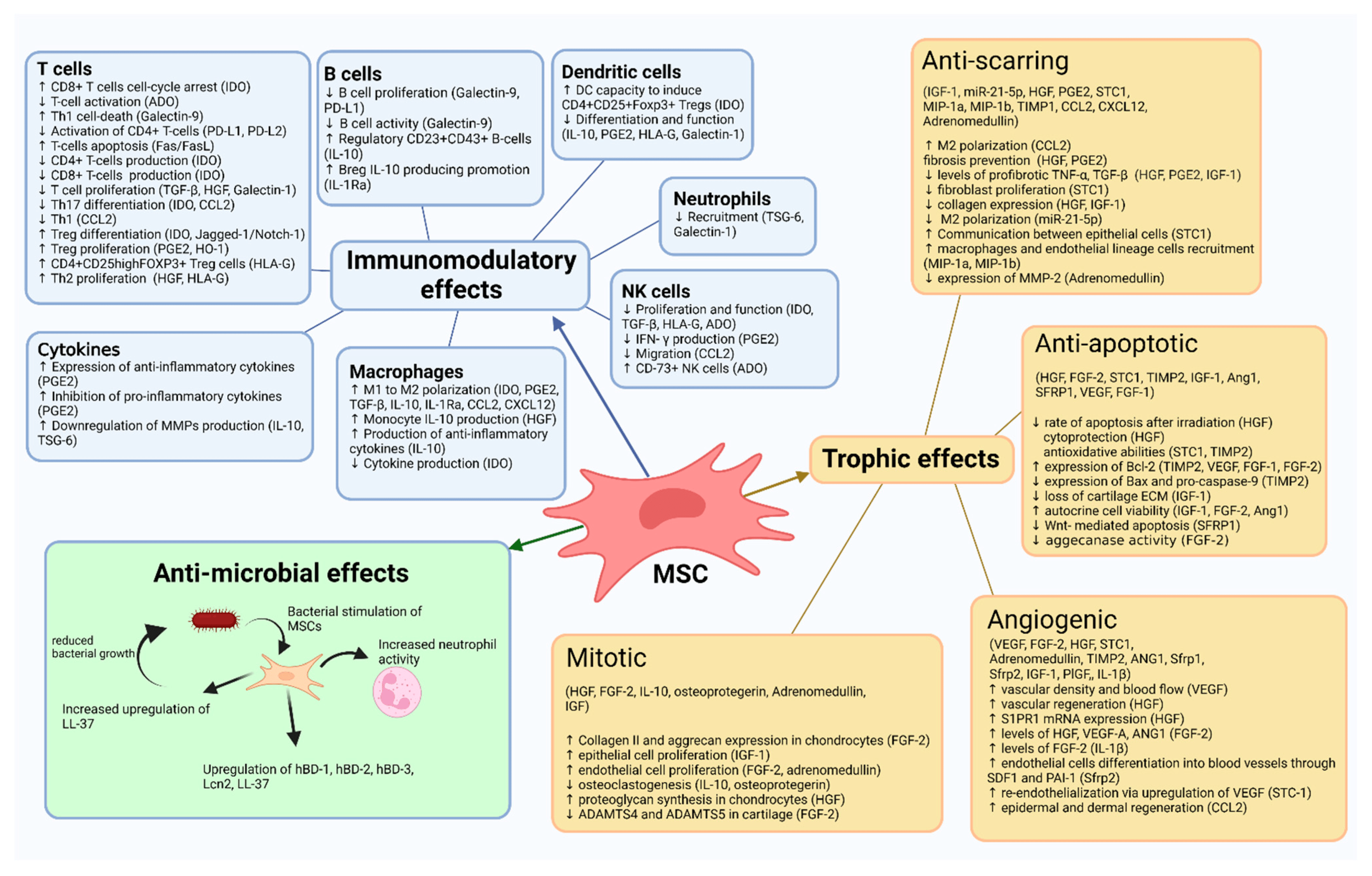 間充質(zhì)干細(xì)胞作用機(jī)制總結(jié)