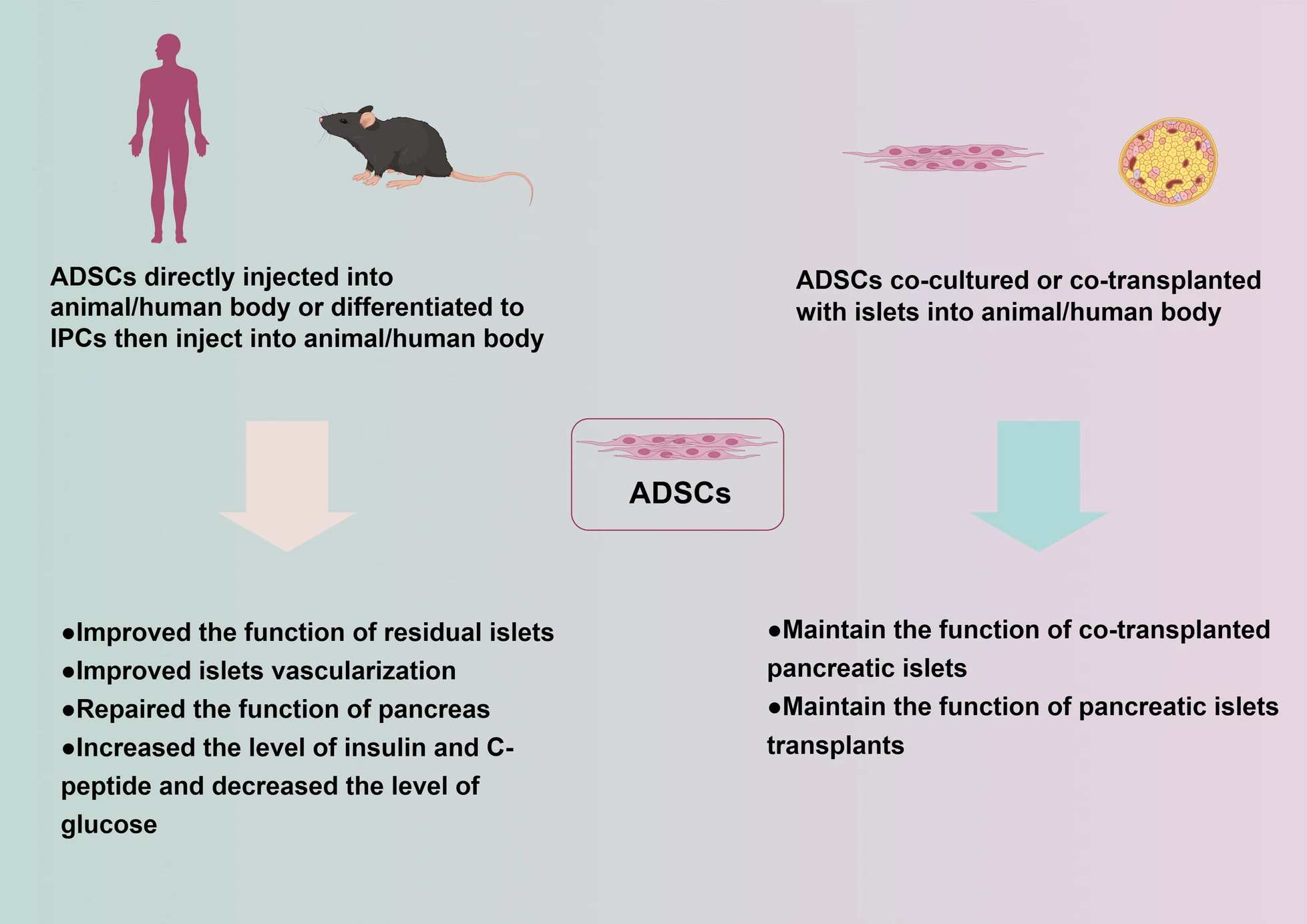 圖1：脂肪間充質干細胞治療2型糖尿病的潛在機制