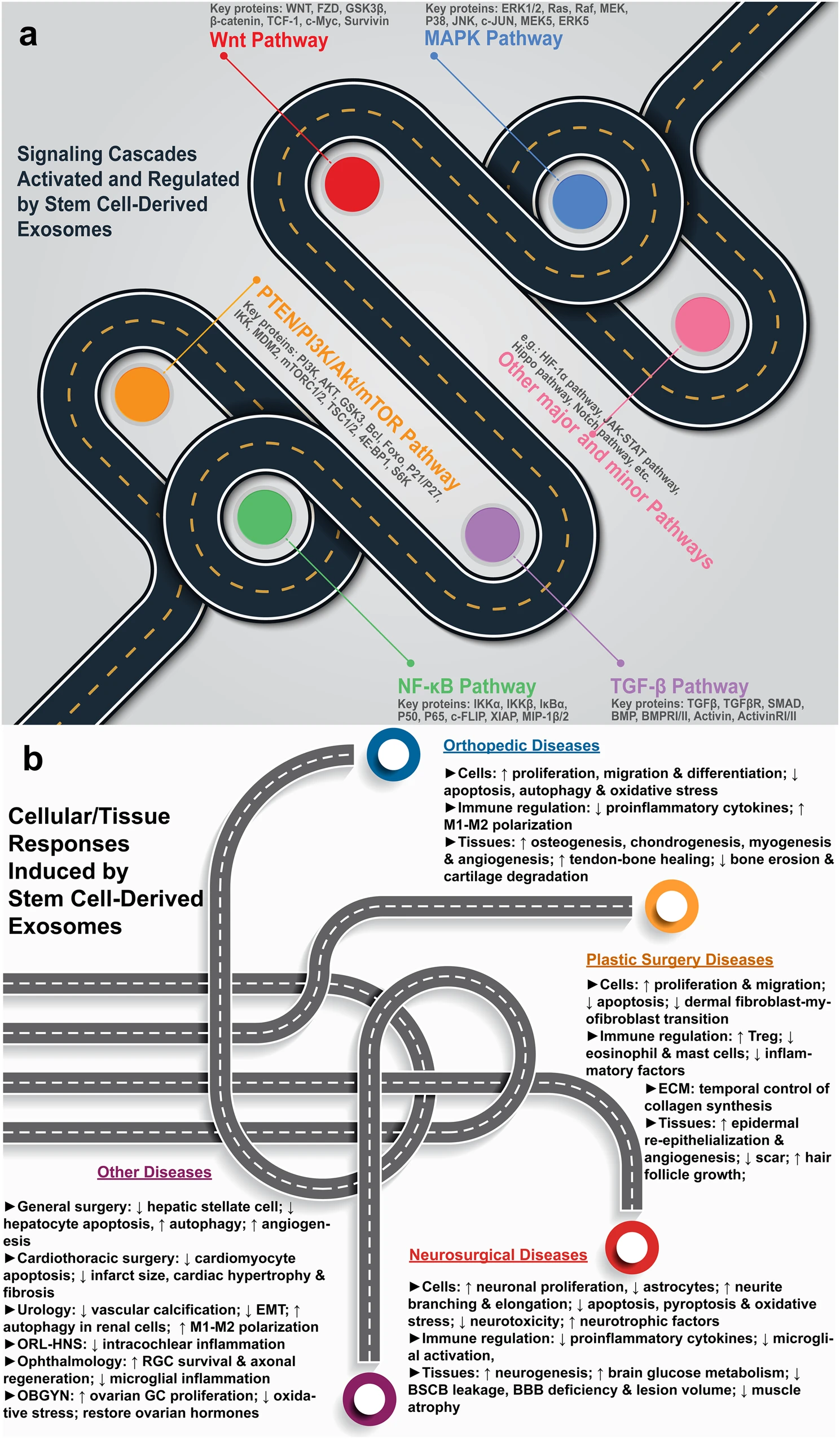 圖1：干細胞源性外泌體療法的機制。a各種信號通路的激活和調節(jié)。b疾病特異性細胞和組織反應。