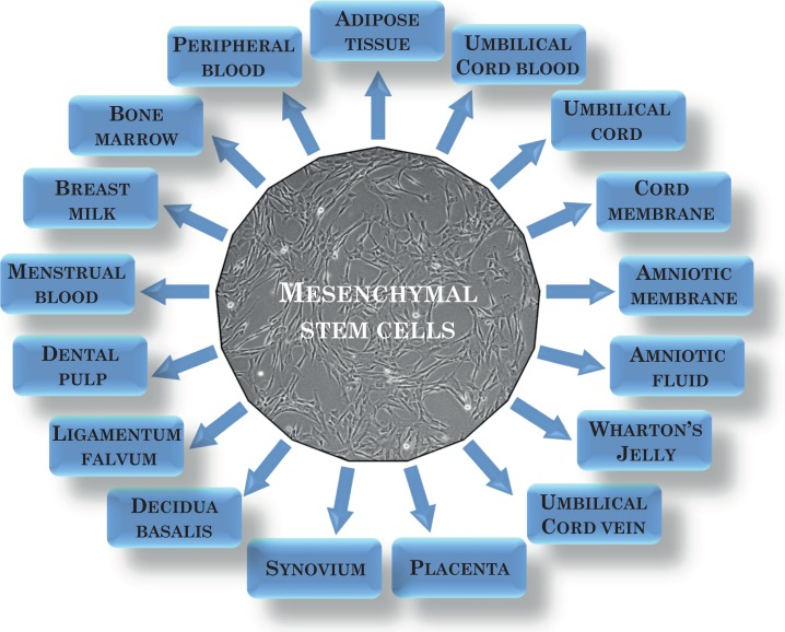 間充質(zhì)干細胞可以從多種來源中分離出來?