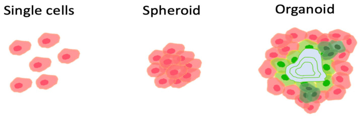 圖1：組織移植的方式。