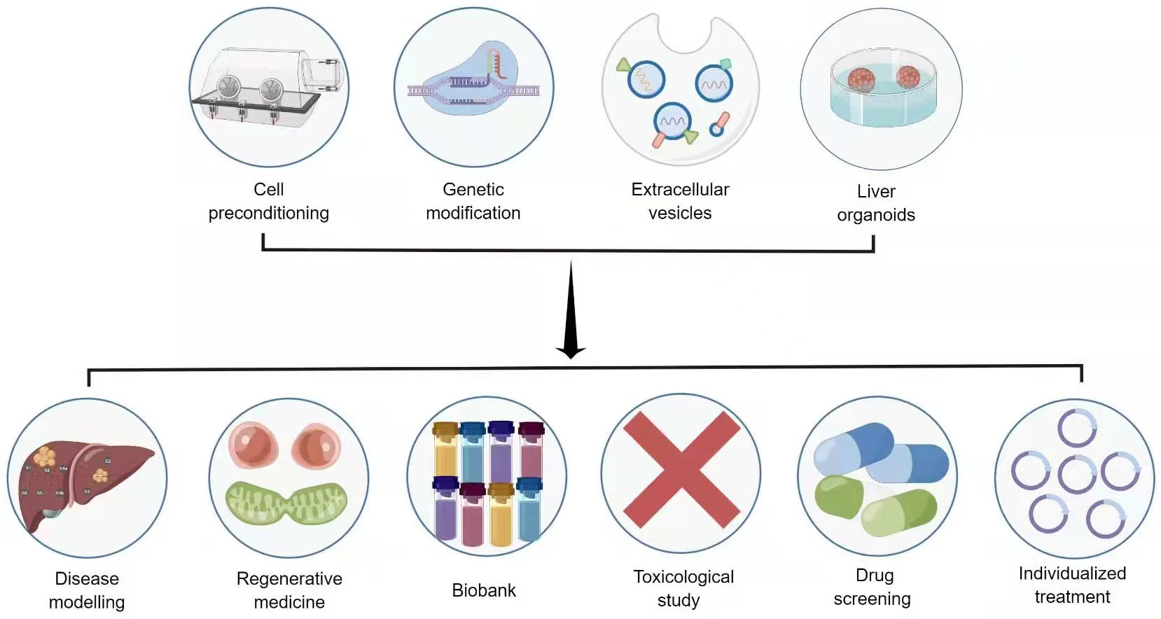 圖3：干細胞治療肝病的新策略和應(yīng)用前景。