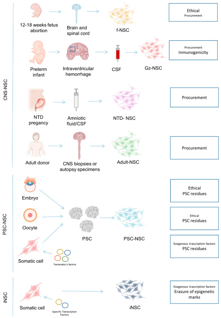 圖1:NSC生產(chǎn)的可用來源以及每個(gè)來源的主要關(guān)注點(diǎn)。 圖1:NSC生產(chǎn)的可用來源以及每個(gè)來源的主要關(guān)注點(diǎn)。