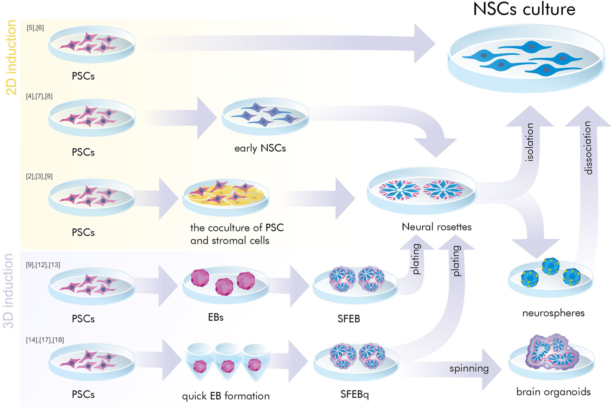 神經(jīng)干細(xì)胞是胚胎干細(xì)胞嗎？