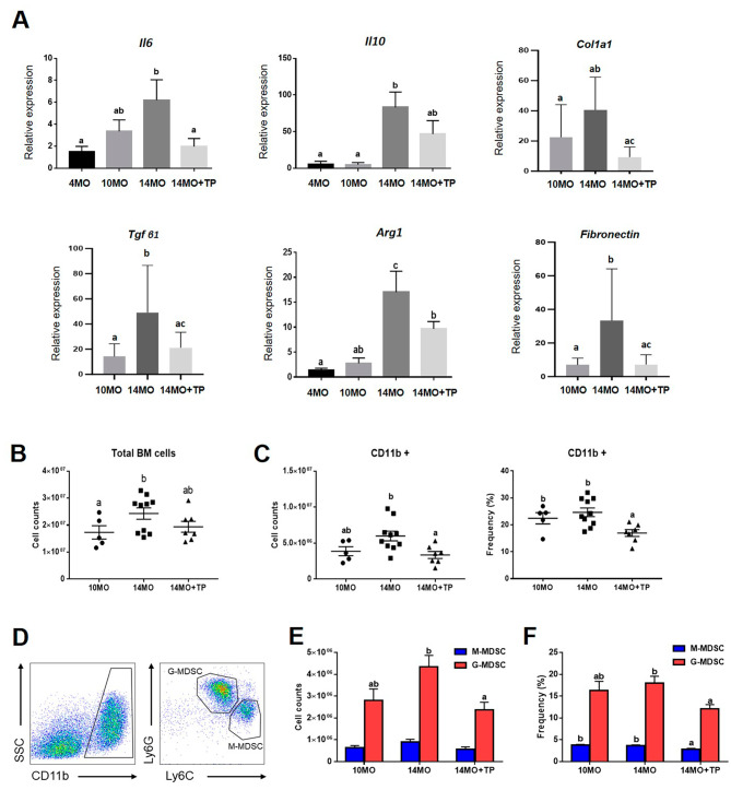 圖5：hESC-MPC對衰老卵巢中骨髓來源的MDSC數量以及炎癥和纖維化相關基因的影響。