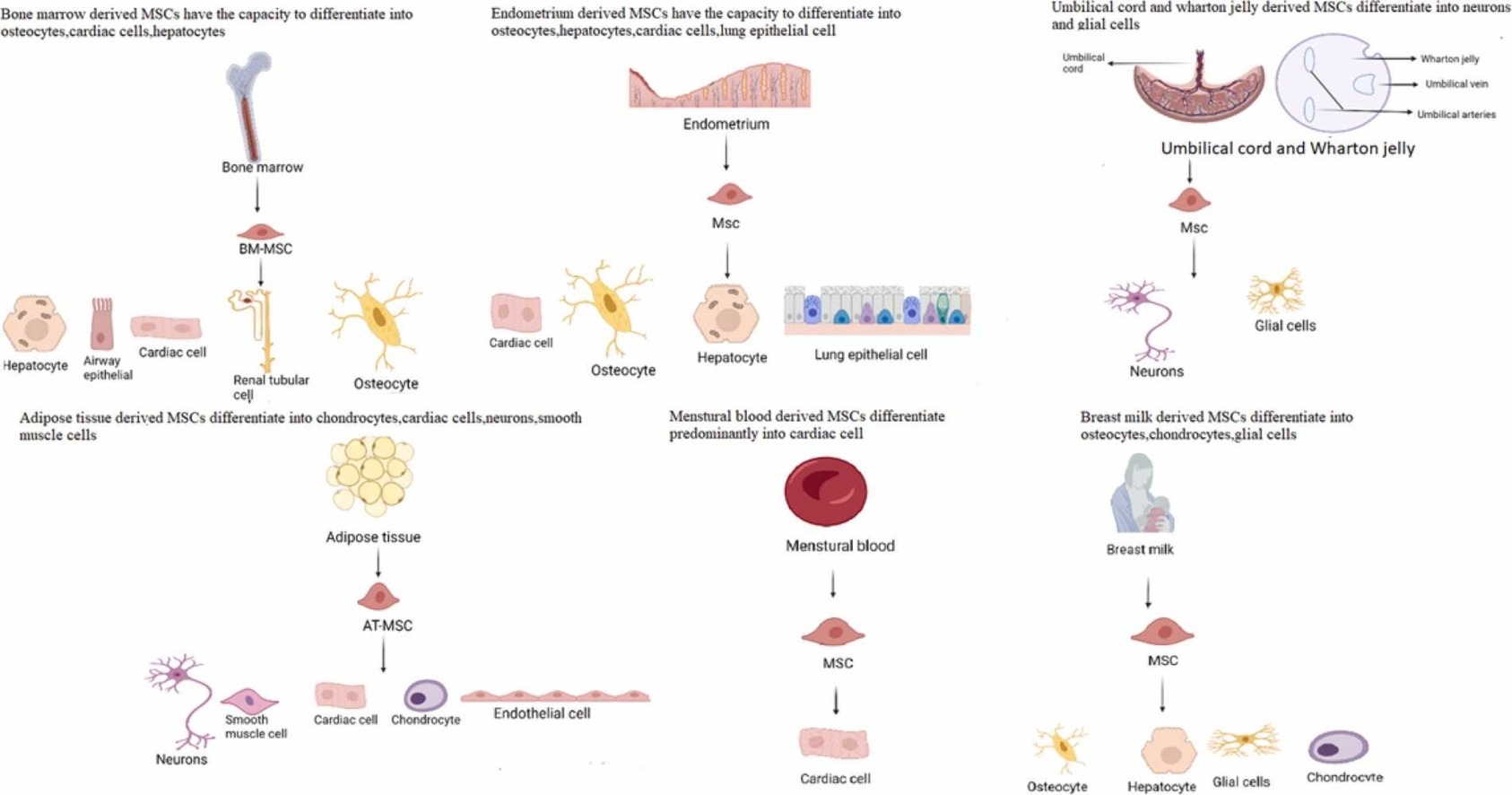 間充質干細胞有哪些優勢？