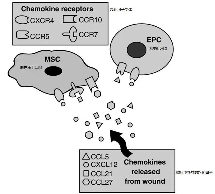 △趨化因子受體軸介導干細胞向傷口歸巢 △趨化因子受體軸介導干細胞向傷口歸巢
