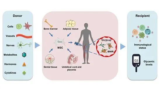 △MSCs介導的免疫調節(jié),給2型糖尿病患者治療帶來希望 △MSCs介導的免疫調節(jié),給2型糖尿病患者治療帶來希望