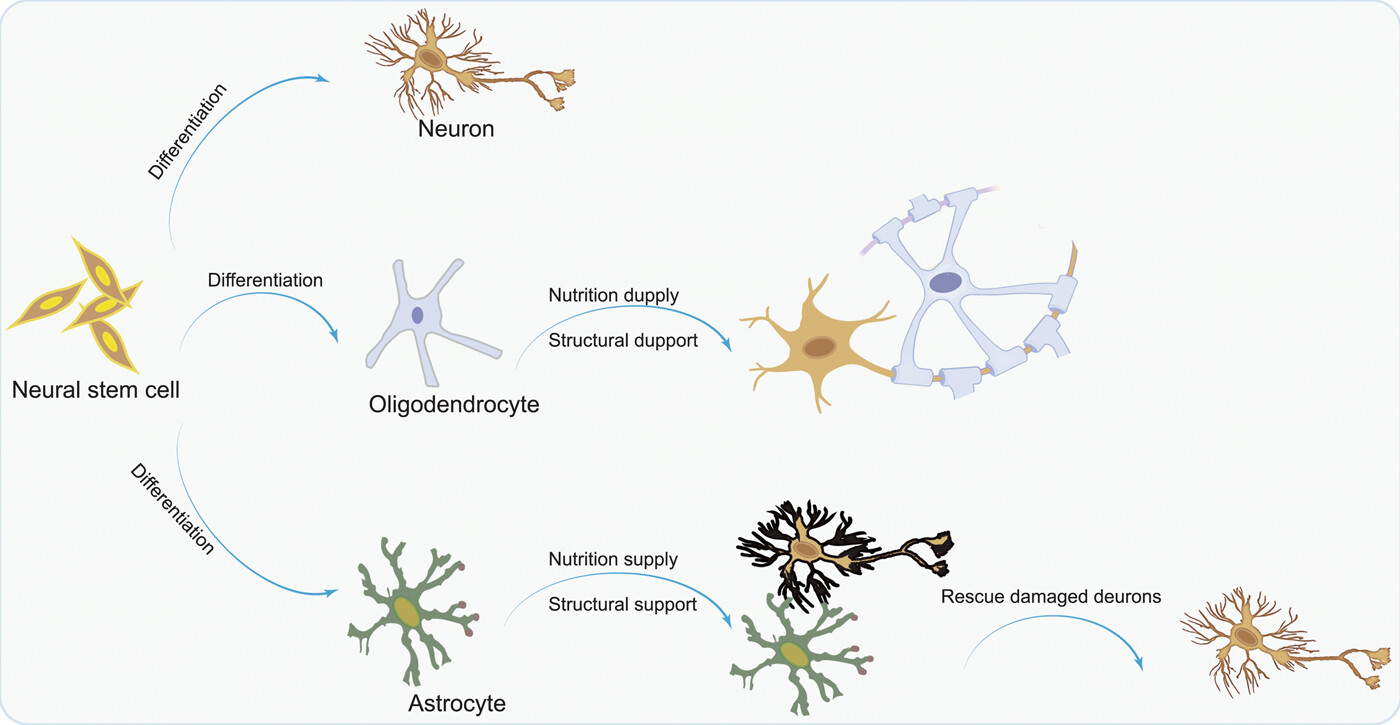 圖1：NSC分化為神經(jīng)元，以補(bǔ)充大腦中因疾病而損失的神經(jīng)元；少突膠質(zhì)細(xì)胞