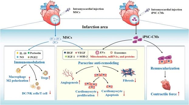重復靜脈注射干細胞可以進一步增強治療效果。
