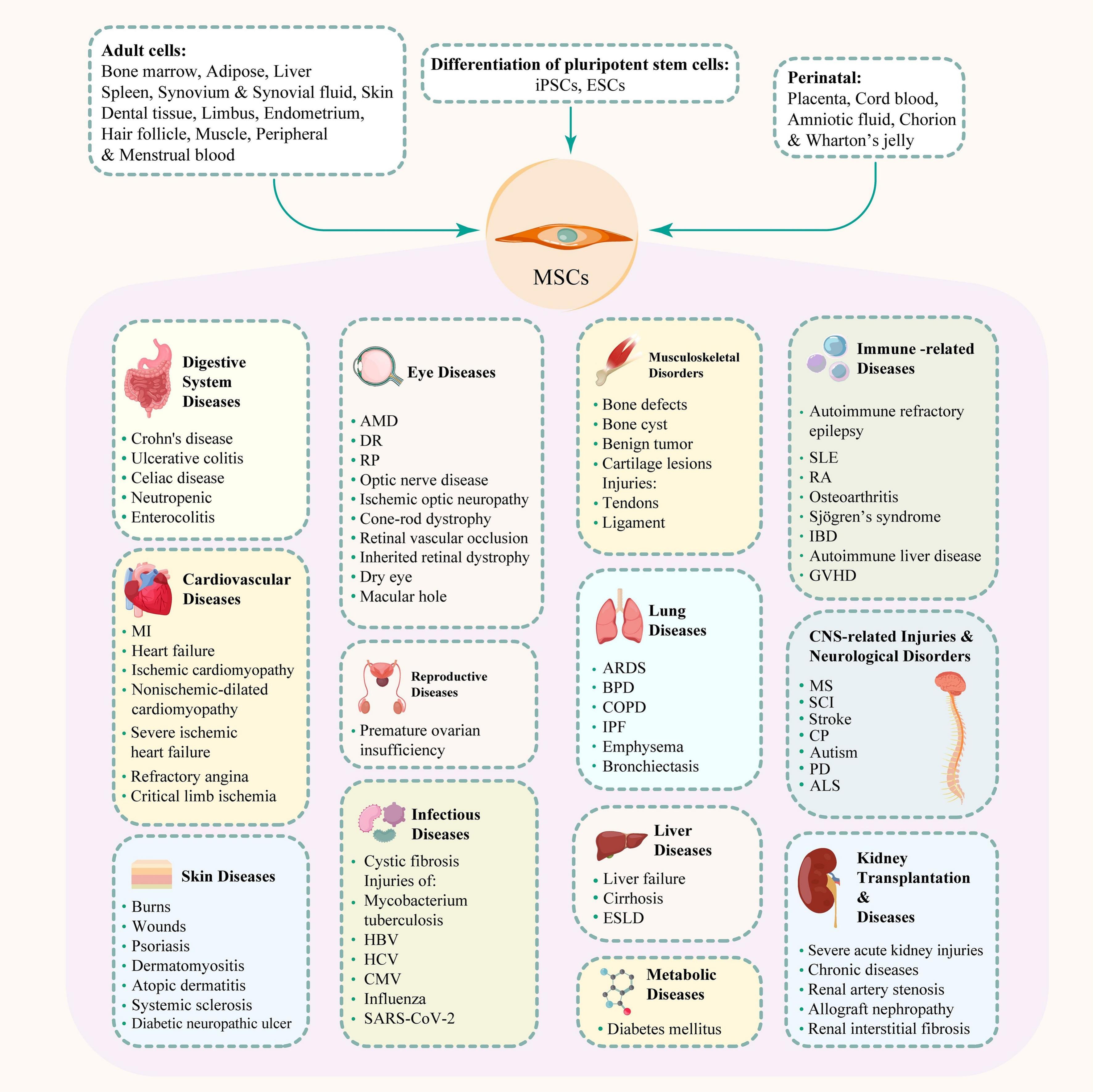 圖2：間充質干細胞、其來源和治療潛力。