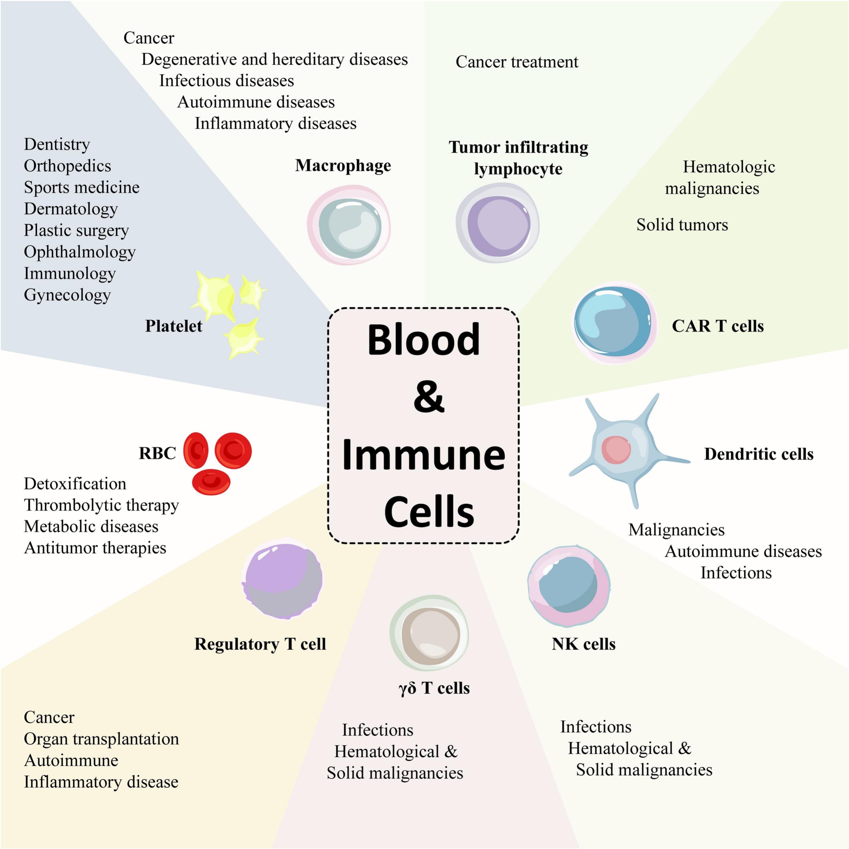 圖6：各種成熟的血液和免疫細胞及其治療潛力。