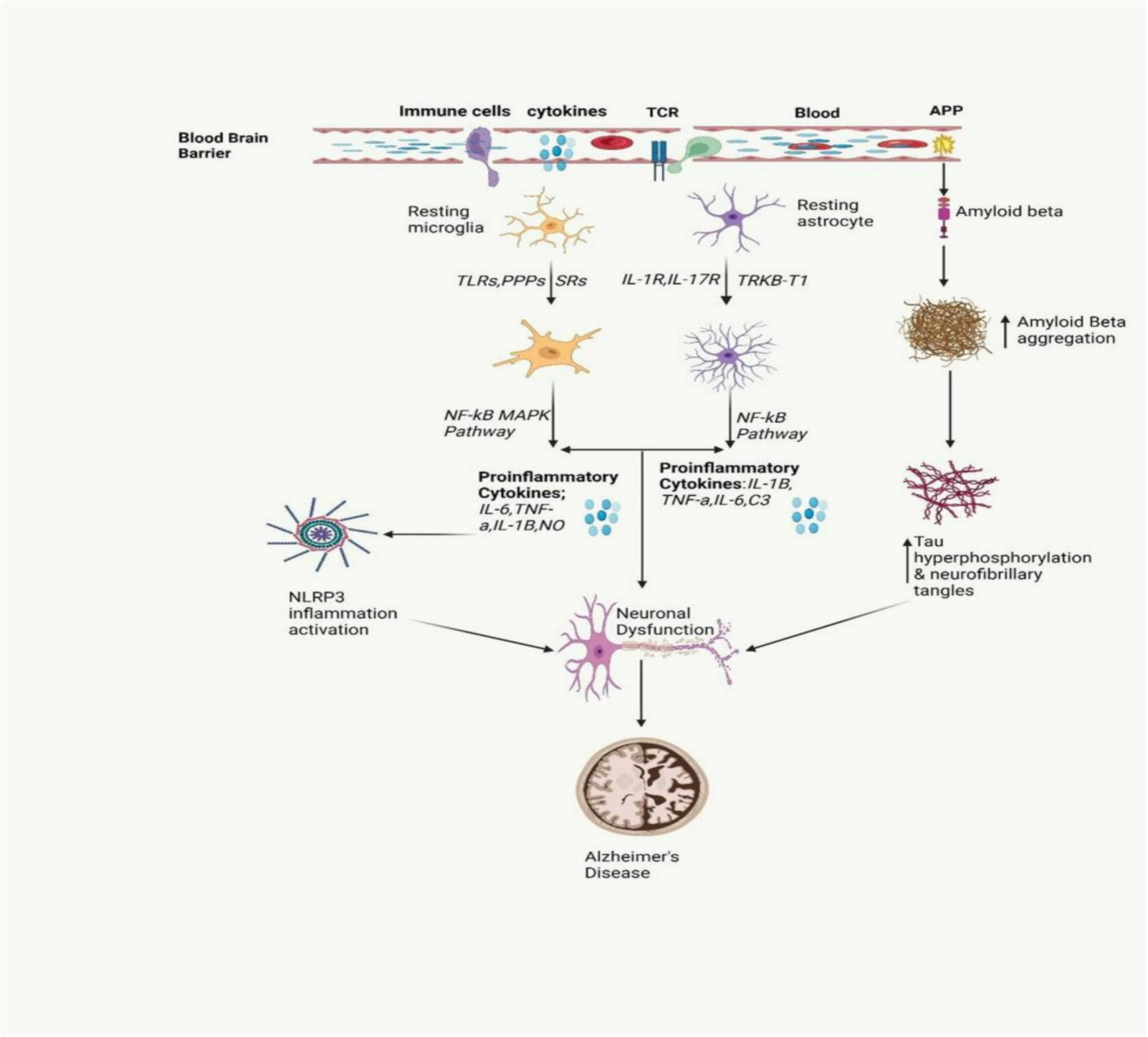 圖2：圖中描繪了AD中涉及的炎癥信號(hào)傳導(dǎo)通路。
