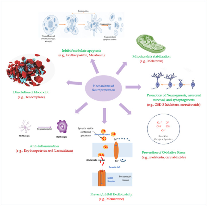 圖3：潛在神經保護療法的神經保護機制。