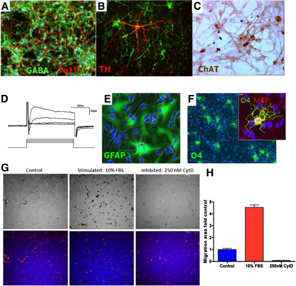 圖1：人中樞神經系統干細胞（HuCNS-SC）體外分化。
